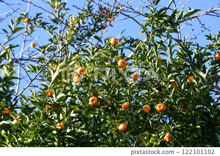 Tachibana fruit Tachibana fruit 122101102