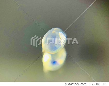 opal opal 122101105