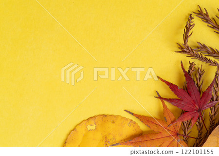黃色背景上的秋葉 黃色背景上的秋葉 122101155