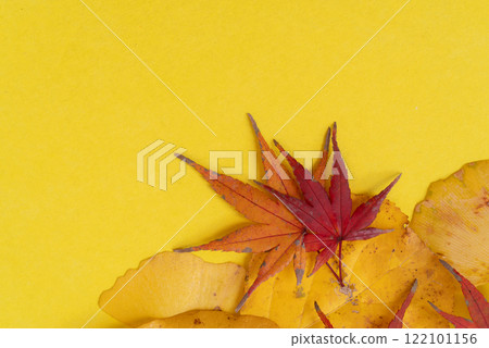 黃色背景上的秋葉 黃色背景上的秋葉 122101156