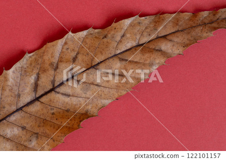 紅色背景上的枯葉 紅色背景上的枯葉 122101157