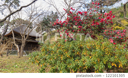 冬天的橫濱市風景名勝三溪園 122101305