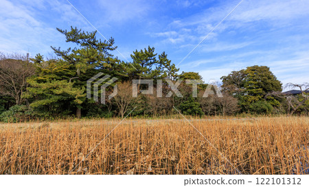 Sankeien Garden, a scenic spot in Yokohama City - Winter at Sankeien Garden 122101312