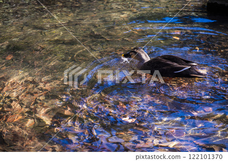 Duck 122101370