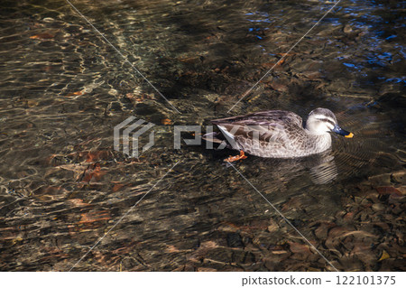 Duck Duck 122101375