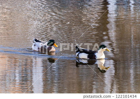 Common duck fowls on the lake background Common duck fowls on the lake background 122101434