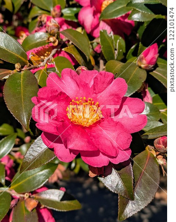 日本冬天的茶梅花盛開 日本冬天的茶梅花盛開 122101474