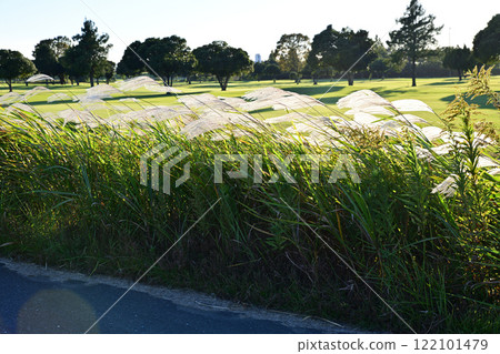 陽光照射下的潘帕斯草在風中搖曳的自然風光 122101479
