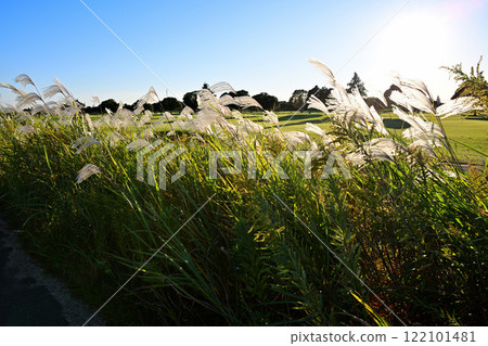 陽光照射下的潘帕斯草在風中搖曳的自然風光 陽光照射下的潘帕斯草在風中搖曳的自然風光 122101481