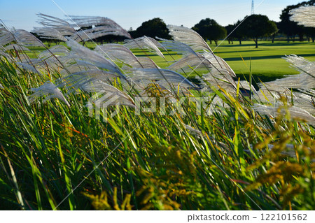 陽光照射下的潘帕斯草在風中搖曳的自然風光 122101562