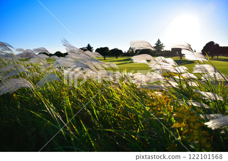 陽光照射下的潘帕斯草在風中搖曳的自然風光 122101568