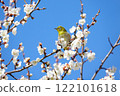 Blue sky, white plum and white-eye 122101618