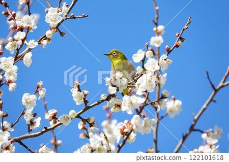 Blue sky, white plum and white-eye Blue sky, white plum and white-eye 122101618