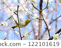 Blue sky, white plum and white-eye 122101619