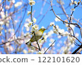 Blue sky, white plum and white-eye 122101620