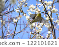 Blue sky, white plum and white-eye 122101621