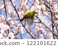 Blue sky, white plum and white-eye 122101622