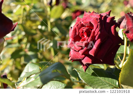 深紅色的秋玫瑰 122101918