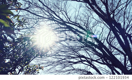 Withered trees and blue sky Withered trees and blue sky 122101934