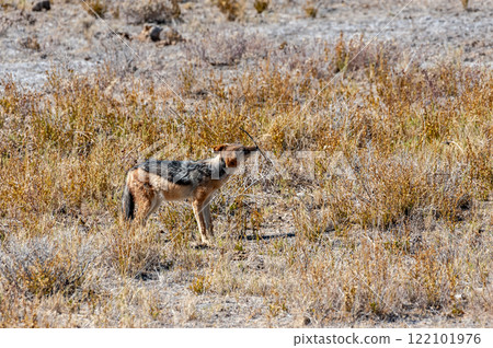 Jackal on the dry plains of Etosha Jackal on the dry plains of Etosha 122101976