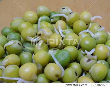 Sprouting green peas 122102029