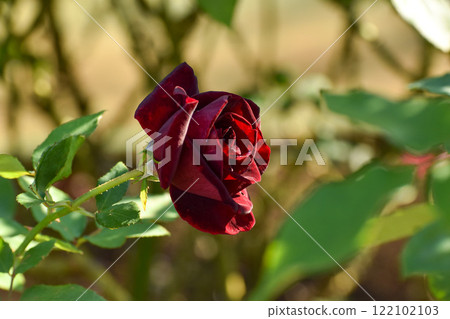 Crimson autumn roses 122102103