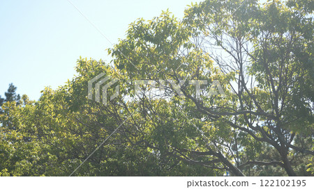 Trees and blue sky Trees and blue sky 122102195