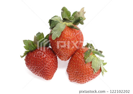 Delicious strawberries from Saitama Prefecture 122102202