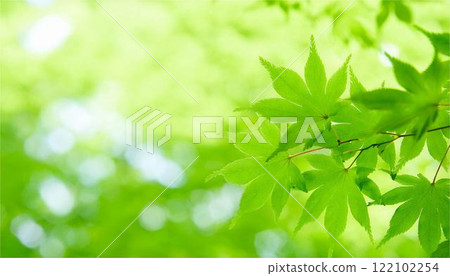 綠色楓葉框架背景夏葉複製空間壁紙模板 122102254