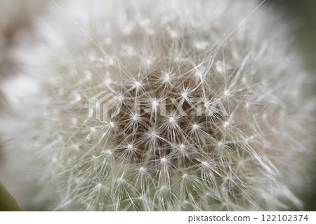 蒲公英的絨毛 122102374