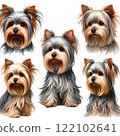 Yorkshire terrier  122102641