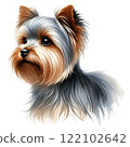 Yorkshire terrier  122102642