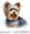 Yorkshire terrier  122102643