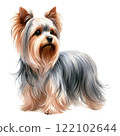 Yorkshire terrier  122102644