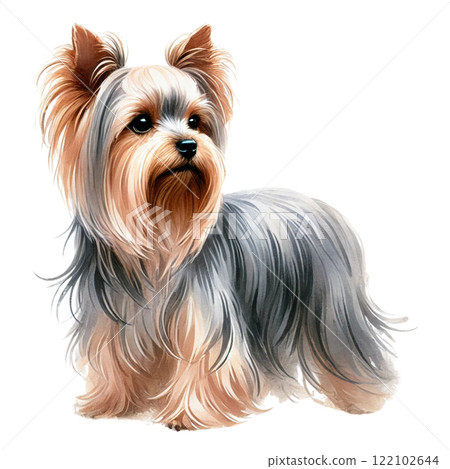 Yorkshire terrier  122102644