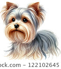 Yorkshire terrier  122102645