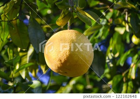 Pomelo (Bumtan) 122102648