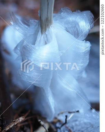 Ice flowers spreading in all directions from the stem (20241218900) 122102660