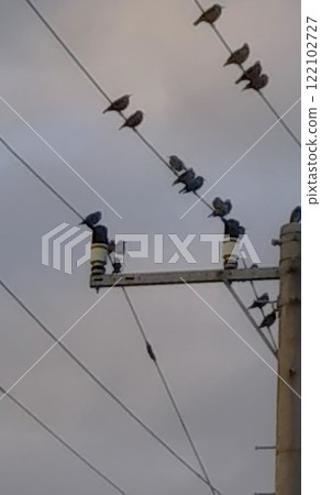 Wild bird perched on electric wire, winter evening, starling 122102727