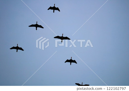 黃昏時野鳥返回巢穴,冬天河上的鴨子 黃昏時野鳥返回巢穴,冬天河上的鴨子 122102797