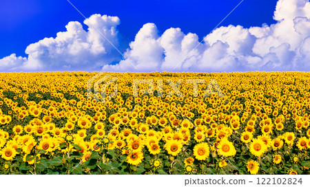 Beautiful sunflower fields in Andalusia, Spain 122102824