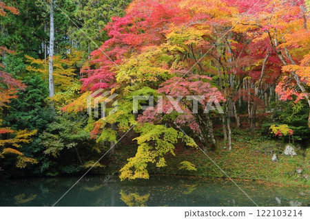 Autumn leaves of Sokoji Temple 122103214