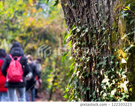 Group of people walking through lush forest with ivy covered tree trunk in foreground 122103223