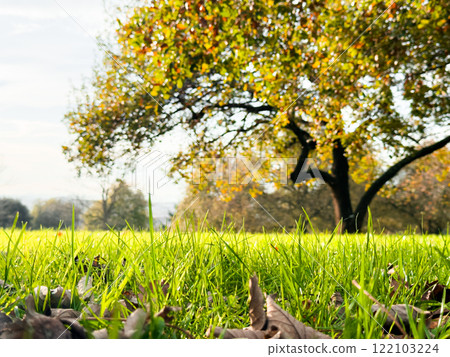 Serene autumn landscape with sunlit grass and majestic tree 122103224