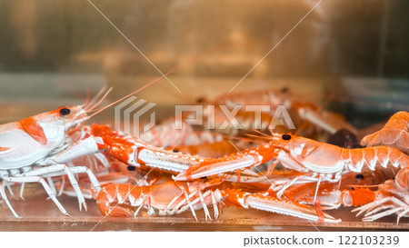 Vibrant orange langoustines in water tank display Vibrant orange langoustines in water tank display 122103239