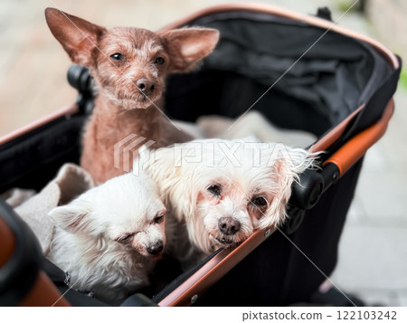 Three old small dogs resting in a stroller in the fresh air Three old small dogs resting in a stroller in the fresh air 122103242