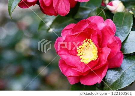 winter flower, sasanqua 122103561