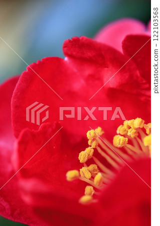 winter flower, sasanqua 122103568