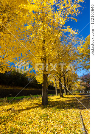 Kawagoe City, Saitama Prefecture, Kawagoe Aquatic Park, rows of yellow ginkgo trees and autumn leaves Kawagoe City, Saitama Prefecture, Kawagoe Aquatic Park, rows of yellow ginkgo trees and autumn leaves 122103646