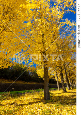 Kawagoe City, Saitama Prefecture, Kawagoe Aquatic Park, rows of yellow ginkgo trees and autumn leaves 122103647